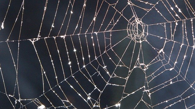 Spinnen im Haus – Ein Zeichen für gutes Raumklima?